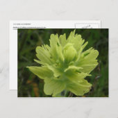 Carte Postale Paint Brush Blossom, île de l'Unalaska (Devant / Derrière)