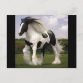 Carte postale Paint Horse (Devant)