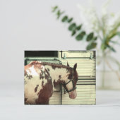 Carte Postale Paint Horse at Trailer (Debout devant)
