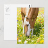 Carte Postale Paint horse in the wildflower meadow  (Devant / Derrière)