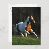 Carte Postale Paint Horse Running Fast (Devant / Derrière)