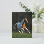Carte Postale Paint Horse Running Fast (Debout devant)