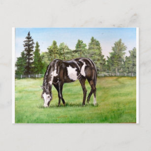 Carte Postale Paint noir et blanc cheval/poney pâturage dans le