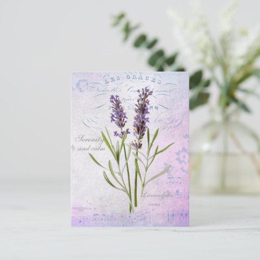 Carte Postale Painted Lavandula Vera Serenity et Calm (Debout devant)