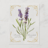 Carte Postale Painted Lavandula Vera Serenity et Calm (Devant)