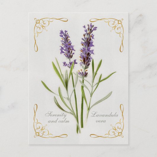 Carte Postale Painted Lavandula Vera Serenity et Calm (Devant)