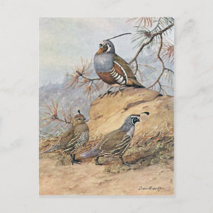 Carte Postale Painting  of two different Quail species  by Allan