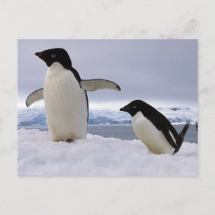 Carte Postale Pair Adelie pingouins Antarctique