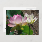 Carte Postale Pair de Lotus (Devant / Derrière)