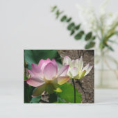 Carte Postale Pair de Lotus (Debout devant)