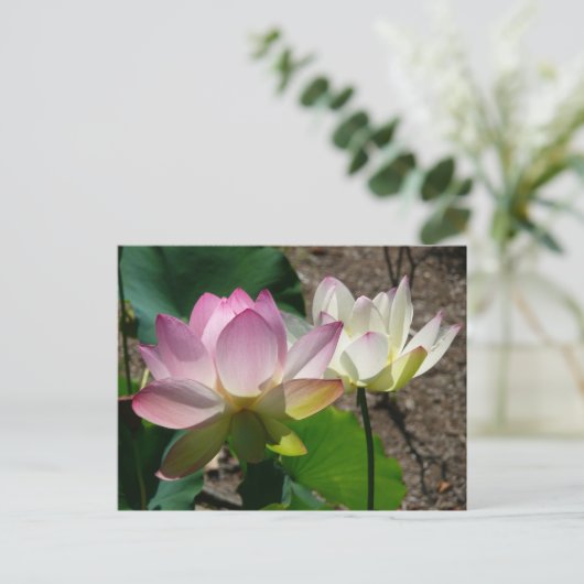 Carte Postale Pair de Lotus (Debout devant)