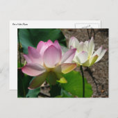 Carte Postale Pair de Lotus (Devant / Derrière)