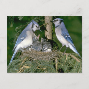 Carte Postale Pair of Blue Jays avec de jeunes