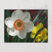 Carte Postale Pair of Daffodils Pink and Yellow Spring Flowers (Devant)