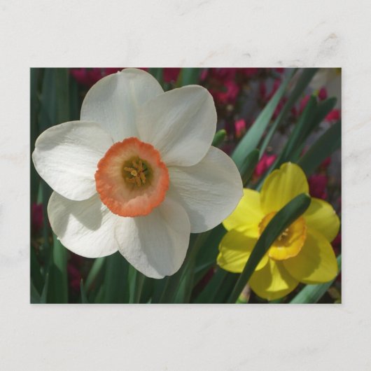 Carte Postale Pair of Daffodils Pink and Yellow Spring Flowers (Devant)