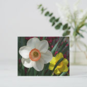 Carte Postale Pair of Daffodils Pink and Yellow Spring Flowers (Debout devant)