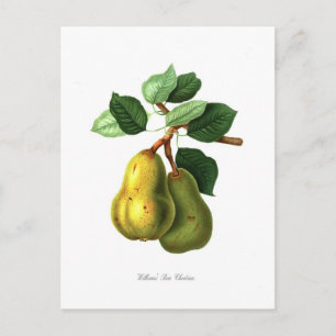 Carte Postale Paire