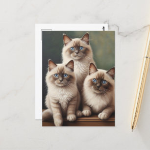 Carte Postale Paire adorable de Ragdoll Kittens Chat doux