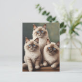 Carte Postale Paire adorable de Ragdoll Kittens Chat doux (Debout devant)