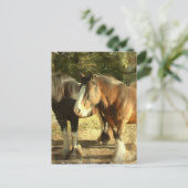 Carte postale Paire Cheval Brouillon (Debout devant)