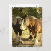 Carte postale Paire Cheval Brouillon (Devant / Derrière)