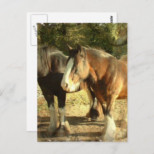 Carte postale Paire Cheval Brouillon (Devant / Derrière)