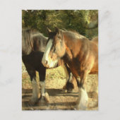 Carte postale Paire Cheval Brouillon (Devant)