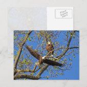 Carte Postale Paire d'aigle (Devant / Derrière)