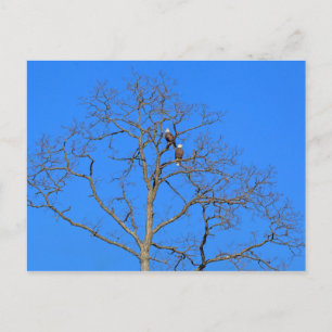 Carte Postale Paire d'aigle à tête blanche dans l'arbre