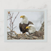 Carte Postale Paire D'Aigle Balle Dans Leur Nid (Devant)