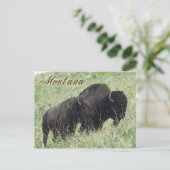 Carte Postale Paire de bisons du Montana (Debout devant)