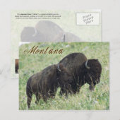 Carte Postale Paire de bisons du Montana (Devant / Derrière)