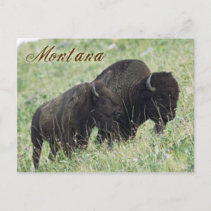 Carte Postale Paire de bisons du Montana