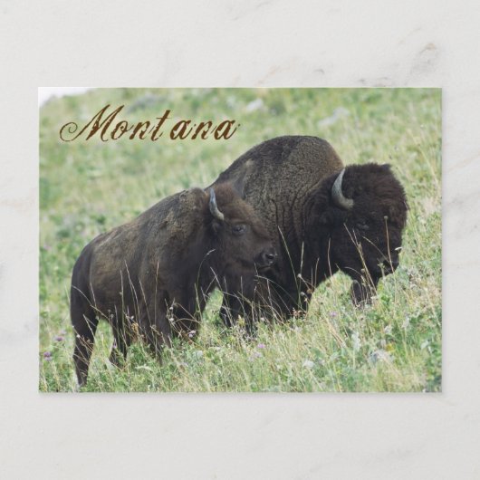 Carte Postale Paire de bisons du Montana (Devant)