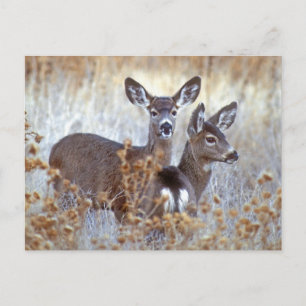 Carte Postale Paire de cerfs de Mule sauvage Californie