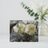 Carte postale paire de champignons (Debout devant)