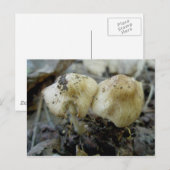Carte postale paire de champignons (Devant / Derrière)