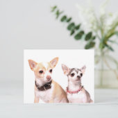 Carte Postale Paire de chihuahuas (Debout devant)