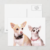 Carte Postale Paire de chihuahuas (Devant / Derrière)