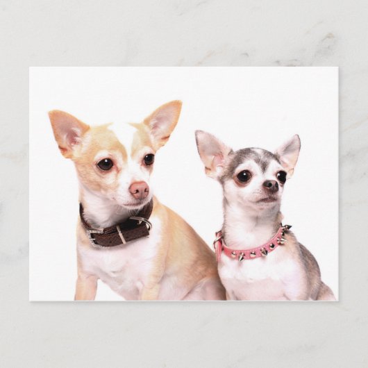 Carte Postale Paire de chihuahuas (Devant)