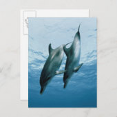 Carte Postale Paire de dauphins (Devant / Derrière)