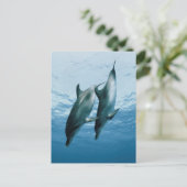 Carte Postale Paire de dauphins (Debout devant)
