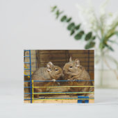 Carte Postale Paire de Degus à la porte de cage (Debout devant)