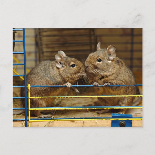 Carte Postale Paire de Degus à la porte de cage (Devant)
