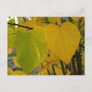 Carte Postale Paire de Feuille Redbud Automne photo d'automne