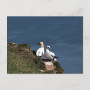 Carte Postale Paire de filets à Bempton Cliffs