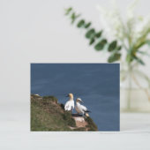 Carte Postale Paire de filets à Bempton Cliffs (Debout devant)