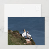 Carte Postale Paire de filets à Bempton Cliffs (Devant / Derrière)
