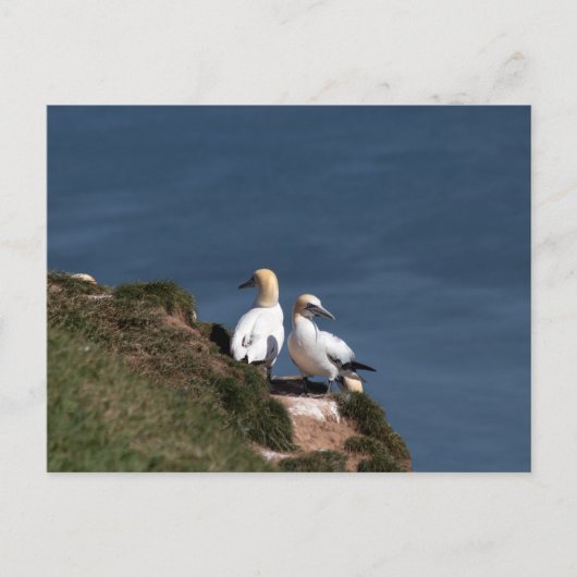 Carte Postale Paire de filets à Bempton Cliffs (Devant)