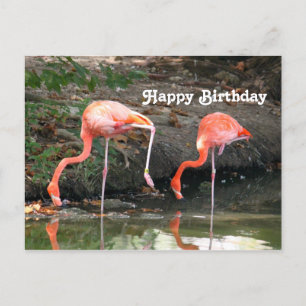 Carte Postale Paire de flamants roses Photo de faune sauvage Ann
